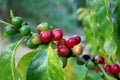 Bunch of Red and Green Ripening Coffee Cherries on Its Branch with Water Droplets After the Rain Royalty Free Stock Photo
