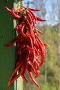 Bunch of red hot chilli peppers - shalow DOF Royalty Free Stock Photo