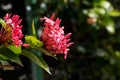 A bunch of red ixora coccinea or jungle geranium flowers against blurred nature Royalty Free Stock Photo