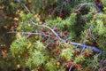 Bunch of red juniper berries on a green branch