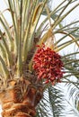 A bunch of red Kimri & khalal dates Royalty Free Stock Photo