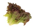 Top view of red leaf lettuce on a white background Royalty Free Stock Photo