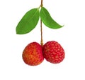 A bunch of Red Lychee and green leaf isolated on white background, dicut with clipping path