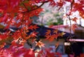 Bunch of red maple leaves on the tree in autumn season. Royalty Free Stock Photo