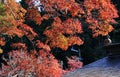 Bunch of red maple leaves on the tree in autumn season. Harmony and beauty of the nature