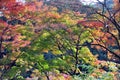 Bunch of red maple leaves on the tree in autumn season. Harmony and beauty of the nature Royalty Free Stock Photo