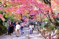 Bunch of red maple leaves on the tree in autumn season. Harmony and beauty of the nature. Royalty Free Stock Photo