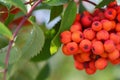A bunch of red mountain ash hanging on a tree branch in autumn Royalty Free Stock Photo