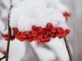 Bunch of red mountain ash under the snow Royalty Free Stock Photo