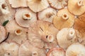 Bunch red mushroom texture background Royalty Free Stock Photo