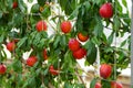 A bunch of red nectarine `Fantasia` fruits Royalty Free Stock Photo