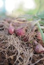 Bunch of red onions with green leaves and white roots on brown soil in Indonesian local field farm Royalty Free Stock Photo