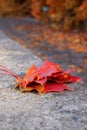 Bunch of red and orange maple leaves on the concrete parapet Royalty Free Stock Photo