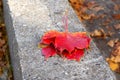 Bunch of red and orange maple leaves on the concrete parapet Royalty Free Stock Photo