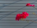 Bunch of Red petals of Bougainvillea flower plant blooming on grey color wooden natural backgrounds Royalty Free Stock Photo