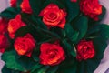 Bunch of Red and pink roses with  rose bouquet at dining restaurant. Soft focus, top view displayed , luxury jewelry love gift on Royalty Free Stock Photo