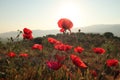 A bunch of red poppies blooming close to Ephesus, Selcuk in the early morning sun, Turkey Royalty Free Stock Photo