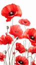 A bunch of red poppies on a white background.