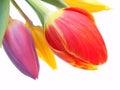 Bunch of red, purple and yellow tulips Royalty Free Stock Photo