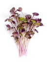 Bunch of red radish microgreens, a variety with red and purple leaves