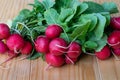 Bunch of red radishes Royalty Free Stock Photo