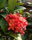 A bunch of red rangan flower with green leaves