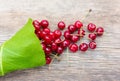 Bunch of red ripe berries cherries with tails in the green leaves of burdock Royalty Free Stock Photo