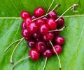 Bunch of red ripe cherries with tails on the green burdock leaves Royalty Free Stock Photo