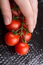 Bunch of red ripe  cherry tomatos in hand Royalty Free Stock Photo