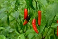 Bunch the red ripe chilly with leaves and plant in the garden Royalty Free Stock Photo