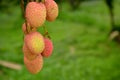 Bunch the red ripe litchi in the guardan Royalty Free Stock Photo