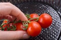 Bunch of red ripe cherry tomatos in hand Royalty Free Stock Photo