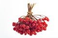 Bunch of red ripened berries of Viburnum or arrow wood on white background