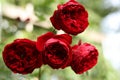 bunch of red rose flower heads in full bloom in the summer garden