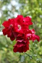 bunch of red rose flower heads in full bloom in the summer garden