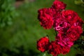 Close Up of Red Rose Flower Blooming in The Gardening Outdoors, Beauty in Nature. Natural green background for copy space Royalty Free Stock Photo