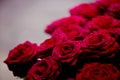 Details of a bunch of red roses Royalty Free Stock Photo