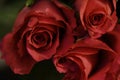 A Bunch of Red Roses