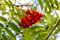 A bunch of red rowan berries on a tree Royalty Free Stock Photo