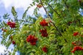 A bunch of red rowan berries on a tree Royalty Free Stock Photo