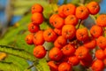 A bunch of red rowan berries on a tree Royalty Free Stock Photo