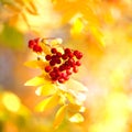 Bunch of red rowan berries on yellow autumn leaves bokeh background close up Royalty Free Stock Photo