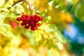 Bunch of red rowan berries on yellow, blue and green autumn leaves bokeh background closeup Royalty Free Stock Photo