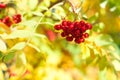 Bunch of red rowan berries on yellow and green autumn leaves bokeh background close up Royalty Free Stock Photo