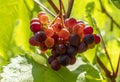 A bunch of red sweet table grapes hanging on a vine illuminated by the bright rays of the sun vineyard Royalty Free Stock Photo