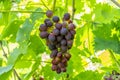 A bunch of red sweet table grapes hanging on a vine illuminated by the bright rays of the sun vineyard Royalty Free Stock Photo