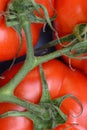 Bunch red tomatoes Royalty Free Stock Photo