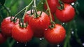 A bunch of red tomatoes with dew drops