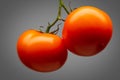 Bunch of red tomatoes isolated on grey background Royalty Free Stock Photo