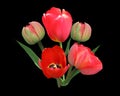 Bunch of red tulip flowers isolated on black Royalty Free Stock Photo